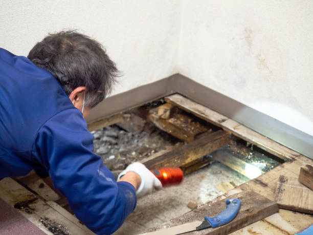 Best Mold Inspection  in Exmore, VA