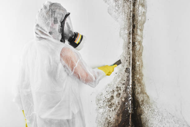 Best Mold Removal Process  in Exmore, VA