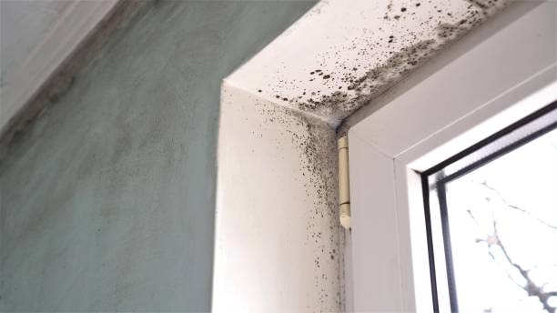 Mold Removal and Inspection in Exmore, VA