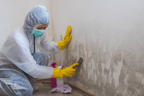 Best Mold Damage Repair  in Exmore, VA