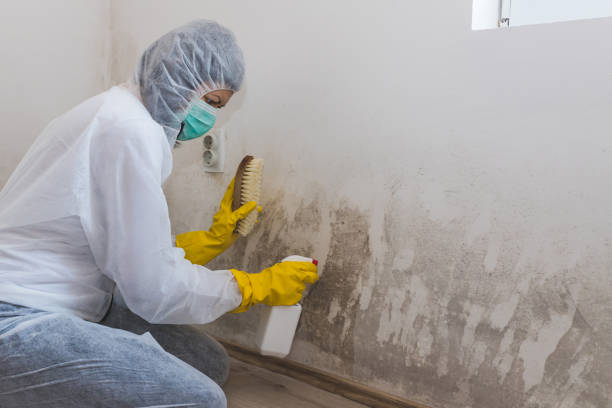 Crawl Space Mold Removal in Exmore, VA