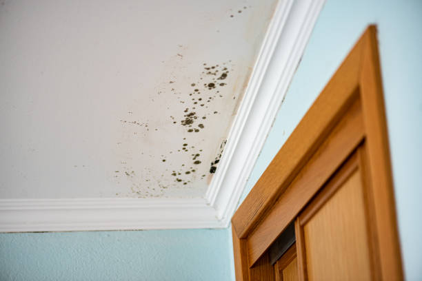 Trusted Exmore, VA Mold Removal Experts