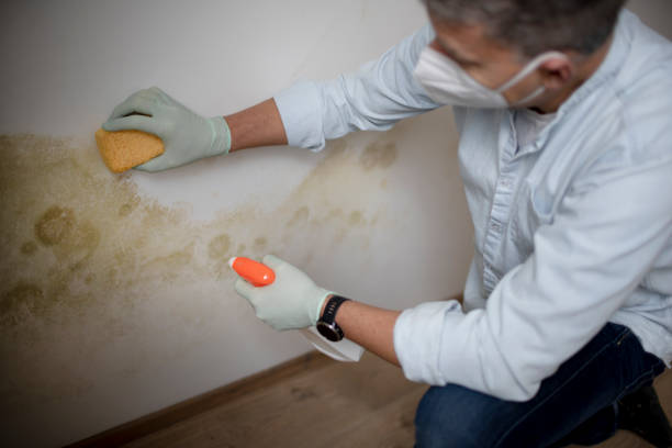 Best Commercial Mold Removal  in Exmore, VA
