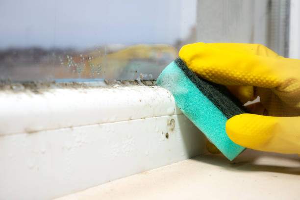 Best Mold Remediation  in Exmore, VA