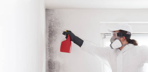 Best Emergency Mold Removal  in Exmore, VA