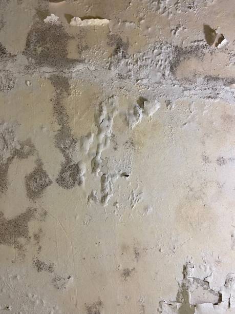 Best Residential Mold Removal  in Exmore, VA