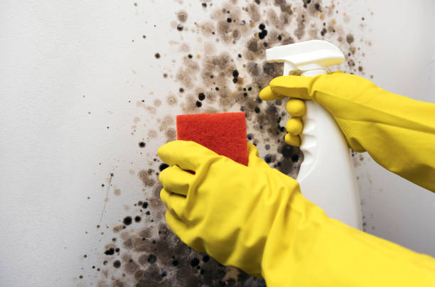 Best Office Mold Removal Services  in Exmore, VA