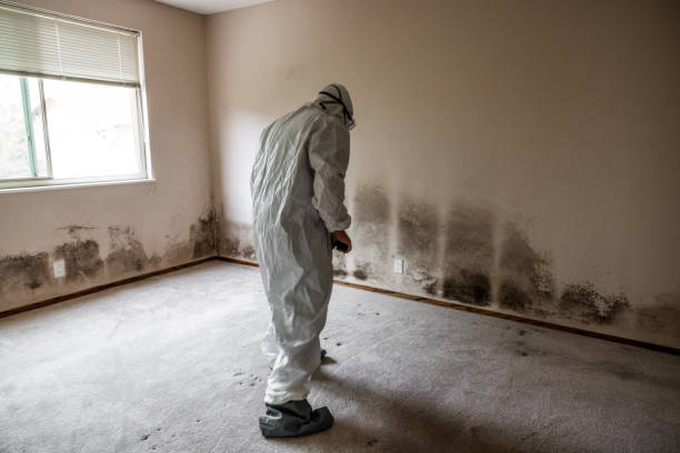Best Residential Mold Removal  in Exmore, VA