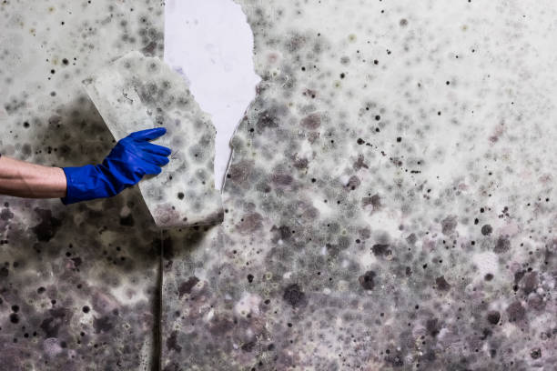 Best Mold Removal Specialists  in Exmore, VA