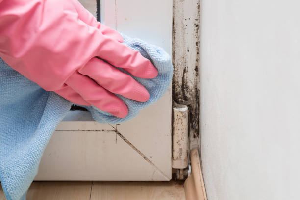 Best Emergency Mold Removal  in Exmore, VA