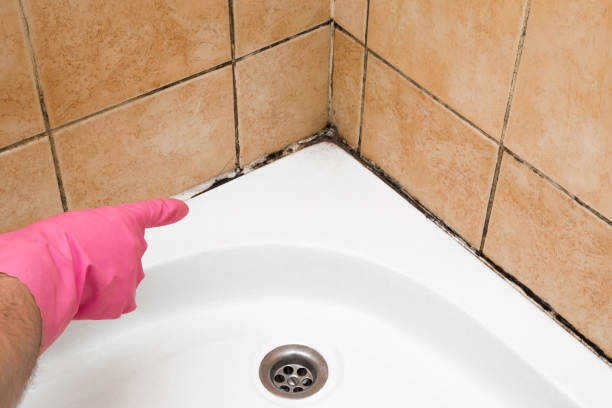 Best Best Mold Removal Companies  in Exmore, VA