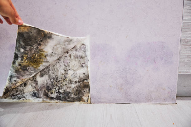 Attic Mold Removal in Exmore, VA
